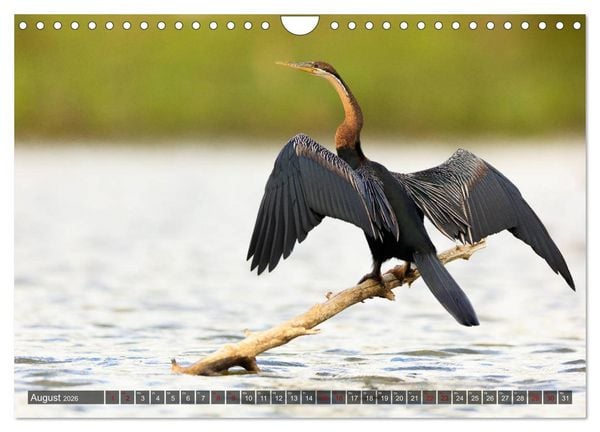 Produktbild: Auf Safari in Kenia 2026 (Wandkalender 2026 DIN A4 quer), CALVENDO Monatskalender