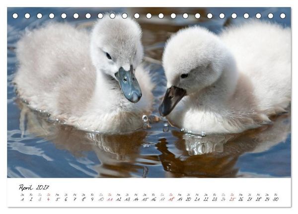 Produktbild: Vom K&uuml;ken zum Schwan (Tischkalender 2027 DIN A5 quer), CALVENDO Monatskalender