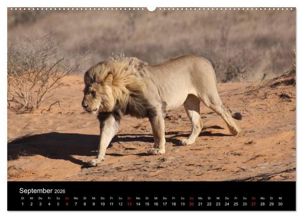 Produktbild: L&ouml;wen - K&ouml;nige der Tiere (Wandkalender 2026 DIN A2 quer), CALVENDO Monatskalender
