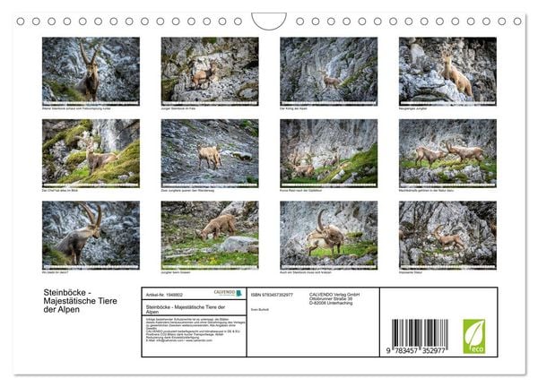 Produktbild: Steinb&ouml;cke - Majest&auml;tische Tiere der Alpen (Wandkalender 2026 DIN A4 quer), CALVENDO Monatskalender