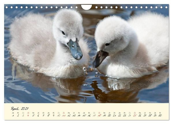 Produktbild: Vom K&uuml;ken zum stolzen Schwan (Wandkalender 2027 DIN A4 quer), CALVENDO Monatskalender