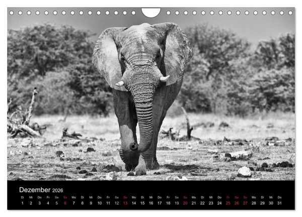 Produktbild: Elefanten Schwarz - Weiss (Wandkalender 2026 DIN A4 quer), CALVENDO Monatskalender