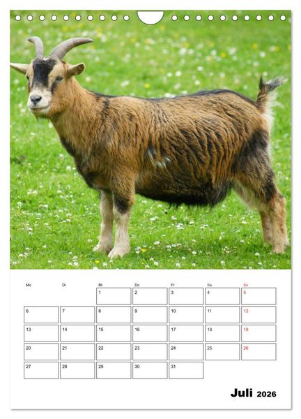 Produktbild: Ziegen Terminplaner (Wandkalender 2026 DIN A4 hoch), CALVENDO Monatskalender