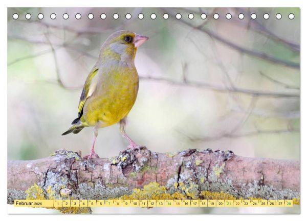 Produktbild: Gefiederte Gesellen - V&ouml;gel aus Wald und Garten (Tischkalender 2026 DIN A5 quer), CALVENDO Monatskalender
