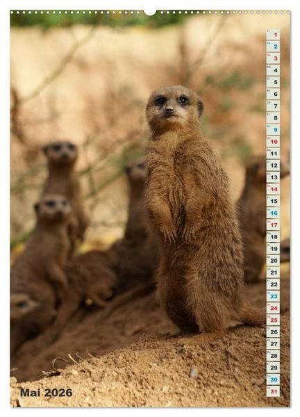 Produktbild: Erdm&auml;nnchen-Meerkats-Surikate (hochwertiger Premium Wandkalender 2026 DIN A2 hoch), Kunstdruck in Hochglanz