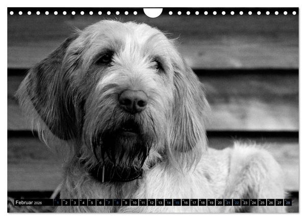 Produktbild: Carissimo Spinone Italiano (Wandkalender 2026 DIN A4 quer), CALVENDO Monatskalender