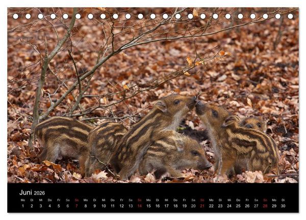 Produktbild: Wilde Wutzen. Das heimische Wildschwein (Tischkalender 2026 DIN A5 quer), CALVENDO Monatskalender