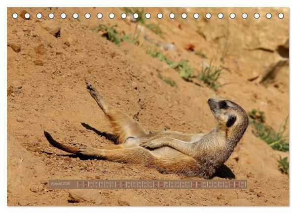 Produktbild: Erdm&auml;nnchen (Tischkalender 2026 DIN A5 quer), CALVENDO Monatskalender