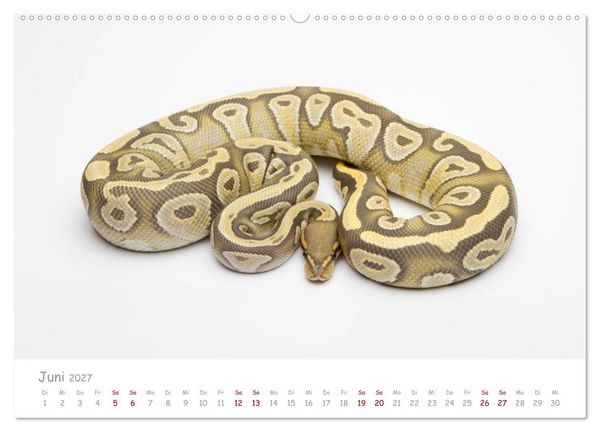 Produktbild: K&ouml;nigspythons - bunte Schlangen (Wandkalender 2027 DIN A2 quer), CALVENDO Monatskalender