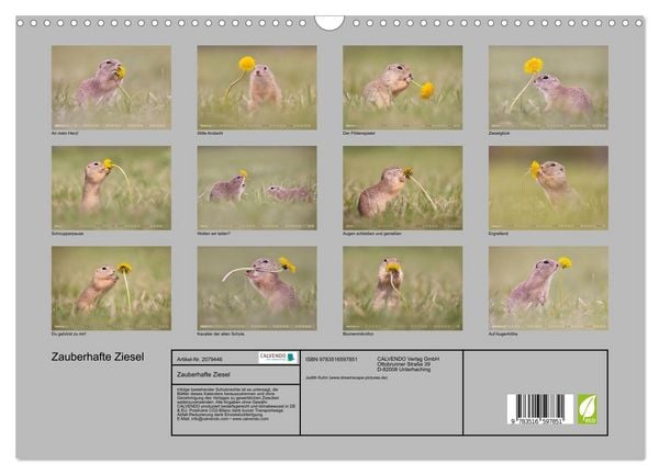 Produktbild: Zauberhafte Ziesel (Wandkalender 2026 DIN A3 quer), CALVENDO Monatskalender