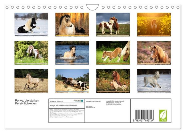 Produktbild: Ponys, die starken Pers&ouml;nlichkeiten (Wandkalender 2026 DIN A4 quer), CALVENDO Monatskalender