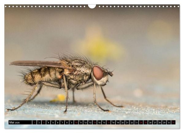Produktbild: Kleine Wesen &ndash; Makroaufnahmen von einheimischen Insekten (Wandkalender 2026 DIN A3 quer), CALVENDO Monatskalender