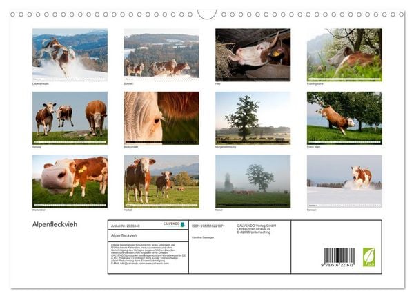 Produktbild: Alpenfleckvieh (Wandkalender 2026 DIN A3 quer), CALVENDO Monatskalender
