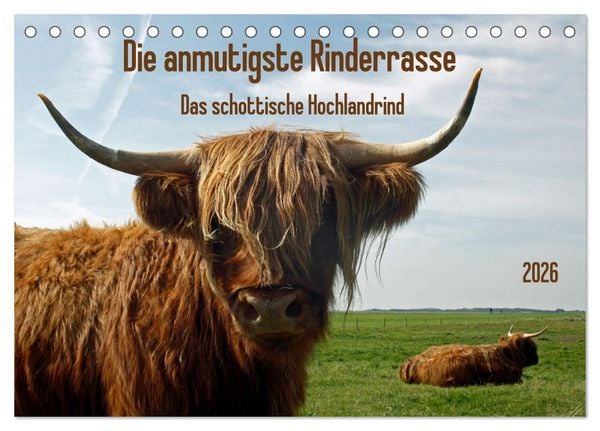 Produktbild: Die anmutigste Rinderrasse - Das schottische Hochlandrind (Tischkalender 2026 DIN A5 quer), CALVENDO Monatskalender