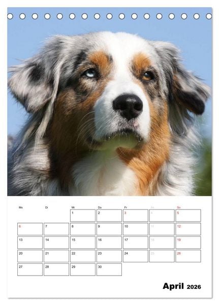Produktbild: Australian Shepherd (Tischkalender 2026 DIN A5 hoch), CALVENDO Monatskalender