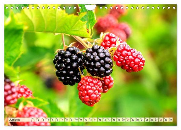 Produktbild: Essbare Wildfr&uuml;chte. Aromatische K&ouml;stlichkeiten aus der Natur (Wandkalender 2026 DIN A4 quer), CALVENDO Monatskalender