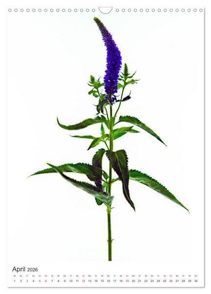 Produktbild: Blumen pur (Wandkalender 2026 DIN A3 hoch), CALVENDO Monatskalender