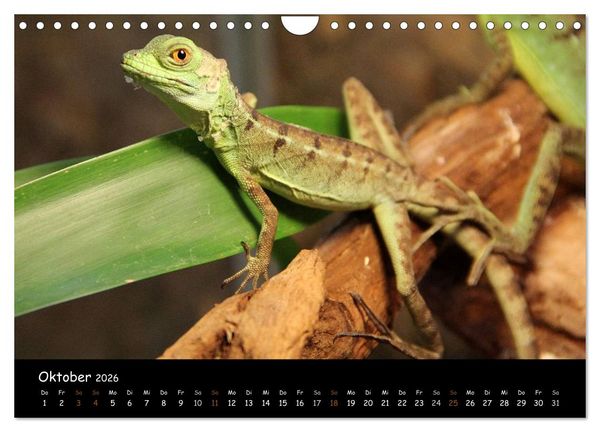 Produktbild: Reptilien 2026 (Wandkalender 2026 DIN A4 quer), CALVENDO Monatskalender
