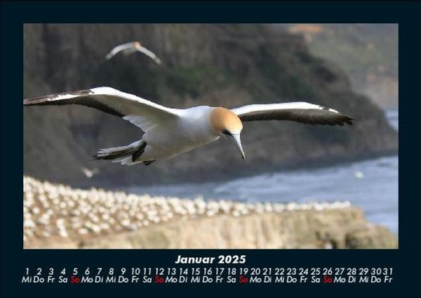 Produktbild: V&ouml;gel 2025 Fotokalender DIN A5