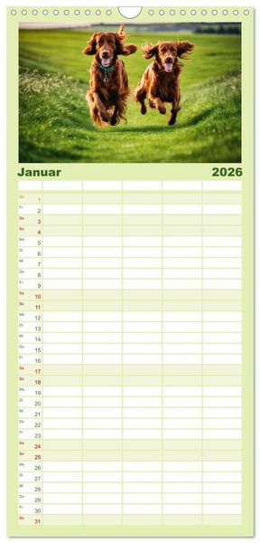 Produktbild: Familienplaner 2026 - Irish Setter - Anmut pur mit 5 Spalten (Wandkalender, 21 x 45 cm) CALVENDO