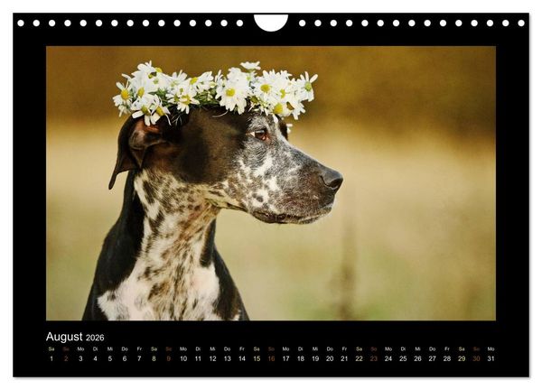 Produktbild: MIXlinge (Wandkalender 2026 DIN A4 quer), CALVENDO Monatskalender