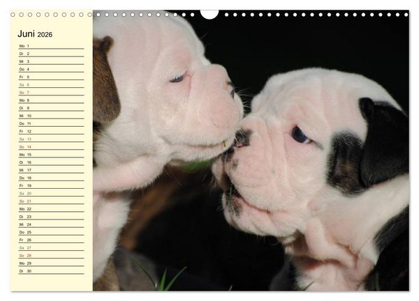 Produktbild: Bulldoggen-Moppelchen (Wandkalender 2026 DIN A3 quer), CALVENDO Monatskalender
