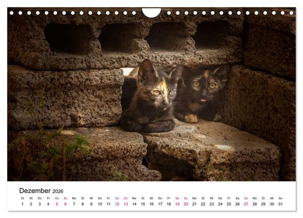Produktbild: Katzenjahr 2026 (Wandkalender 2026 DIN A4 quer), CALVENDO Monatskalender