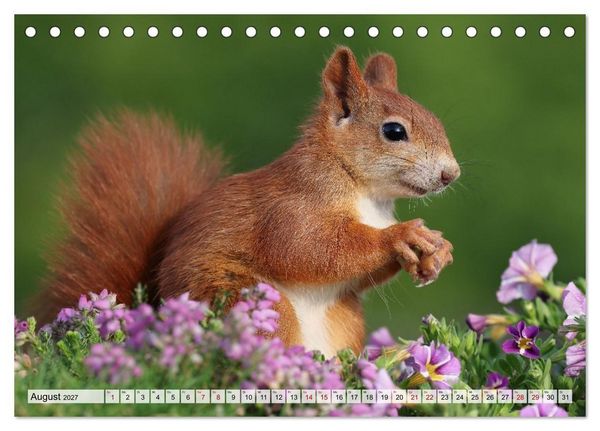 Produktbild: Eichh&ouml;rnchen - Kleine Fotomodelle mit gro&szlig;em Charme (Tischkalender 2027 DIN A5 quer), CALVENDO Monatskalender