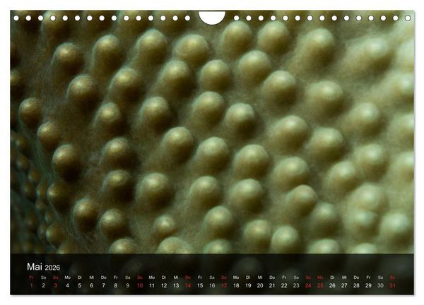 Produktbild: Unterwasser Strukuren (Wandkalender 2026 DIN A4 quer), CALVENDO Monatskalender