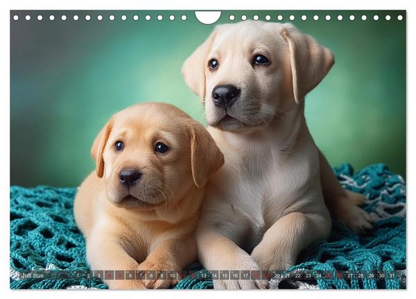 Produktbild: Welpen im Kuschelmodus - Herzerw&auml;rmende kleine Labrador Retriever (Wandkalender 2026 DIN A4 quer), CALVENDO Monatskalender