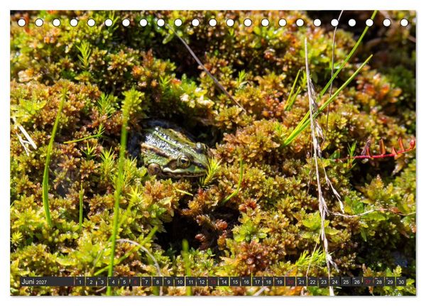 Produktbild: Leben am Naturpark um den D&uuml;mmer See (Tischkalender 2027 DIN A5 quer), CALVENDO Monatskalender