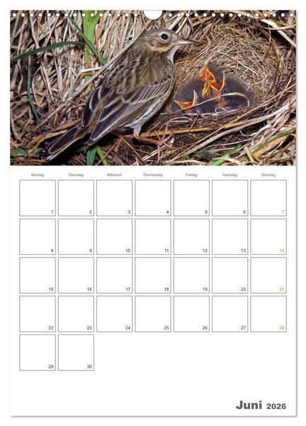 Produktbild: Sperlingsv&ouml;gel an der Schwelle zum Leben (Wandkalender 2026 DIN A3 hoch), CALVENDO Monatskalender
