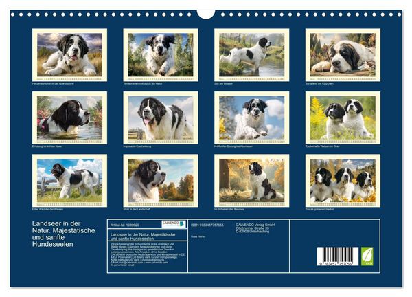 Produktbild: Landseer in der Natur. Majest&auml;tische und sanfte Hundeseelen (Wandkalender 2026 DIN A3 quer), CALVENDO Monatskalender