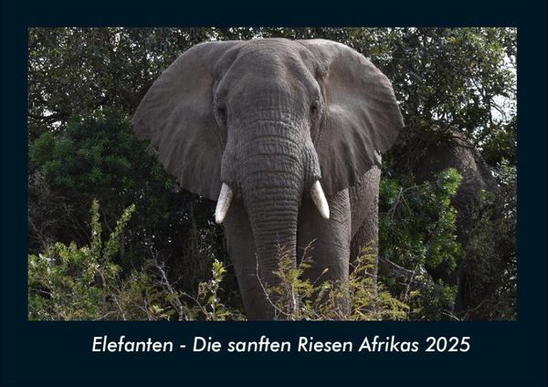 Produktbild: Elefanten - Die sanften Riesen Afrikas 2025 Fotokalender DIN A4