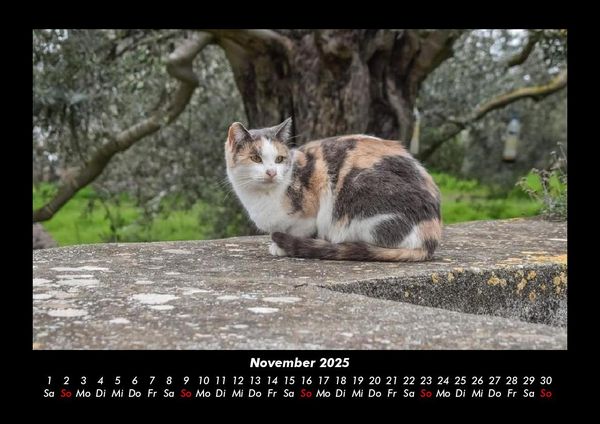 Produktbild: F&uuml;r Katzenfreunde 2025 Fotokalender DIN A3