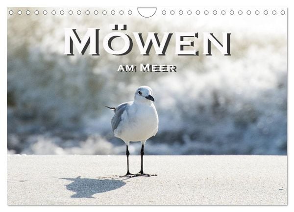 Produktbild: M&ouml;wen am Meer (Wandkalender 2026 DIN A4 quer), CALVENDO Monatskalender