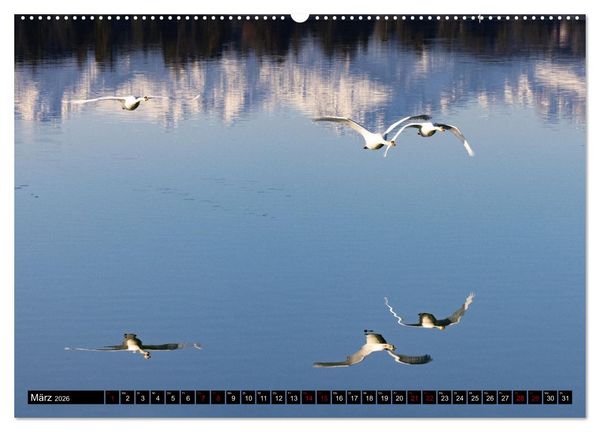 Produktbild: Die Eleganz der Schw&auml;ne (hochwertiger Premium Wandkalender 2026 DIN A2 quer), Kunstdruck in Hochglanz