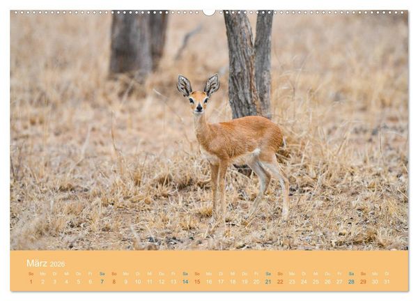 Produktbild: Antilopen, sch&ouml;n und schnell (hochwertiger Premium Wandkalender 2026 DIN A2 quer), Kunstdruck in Hochglanz