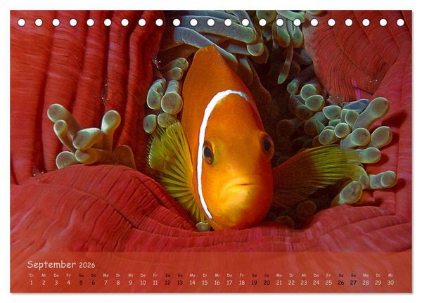 Produktbild: Anemonenfische - Streitbare Gesellen (Tischkalender 2026 DIN A5 quer), CALVENDO Monatskalender