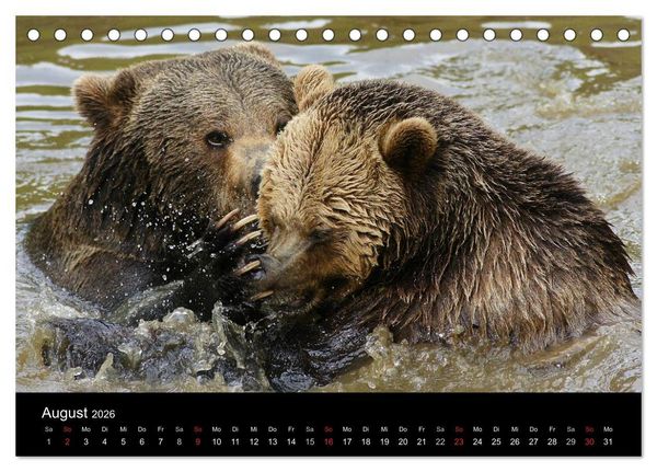 Produktbild: B&auml;ren im Nationalpark Bayerischer Wald (Tischkalender 2026 DIN A5 quer), CALVENDO Monatskalender