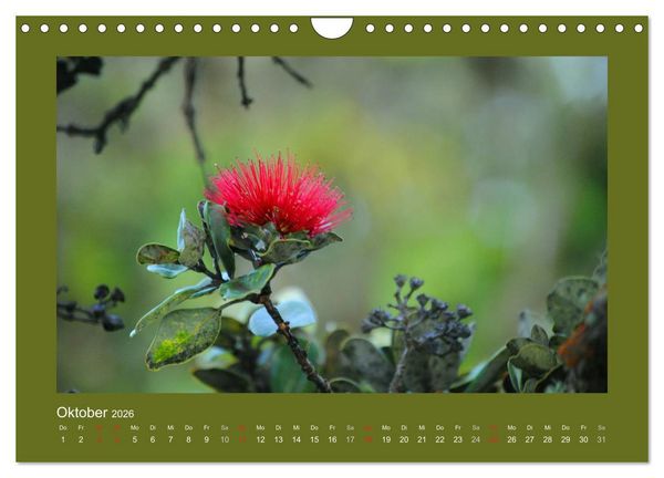 Produktbild: Aloha Bl&uuml;tenzauber aus Hawaii (Wandkalender 2026 DIN A4 quer), CALVENDO Monatskalender