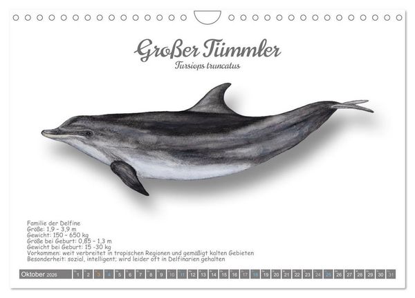 Produktbild: Wale und Delfine Steckbriefe (Wandkalender 2026 DIN A4 quer), CALVENDO Monatskalender