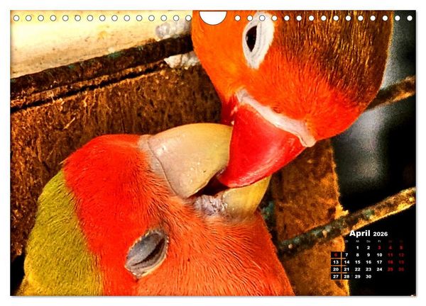Produktbild: Die Unzertrennlichen (Wandkalender 2026 DIN A4 quer), CALVENDO Monatskalender