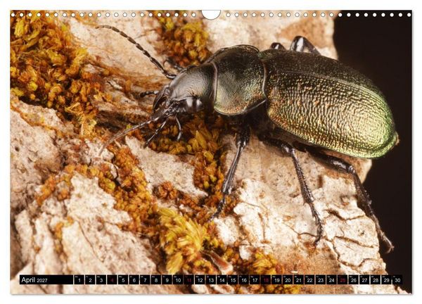 Produktbild: LAUFK&Auml;FER - CARABIDAE (Wandkalender 2027 DIN A3 quer), CALVENDO Monatskalender