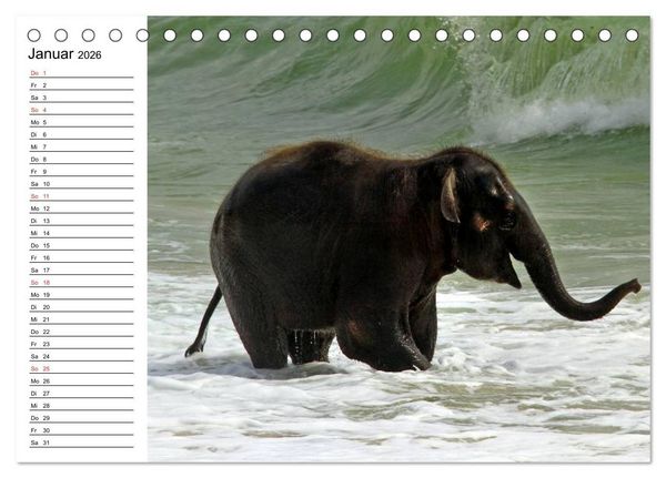Produktbild: Elefanten - Wasserspa&szlig; am Strand (Tischkalender 2026 DIN A5 quer), CALVENDO Monatskalender