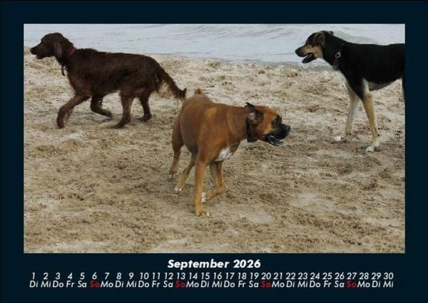 Produktbild: Hundezauber 2026 Fotokalender DIN A5