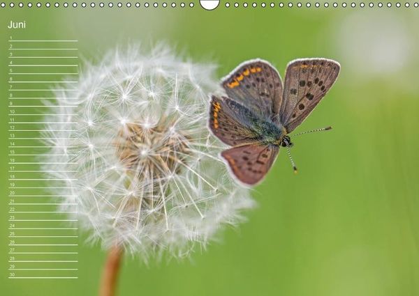 Produktbild: Nah ... N&auml;her ... MAKRO (Wandkalender immerw&auml;hrend DIN A3 quer)