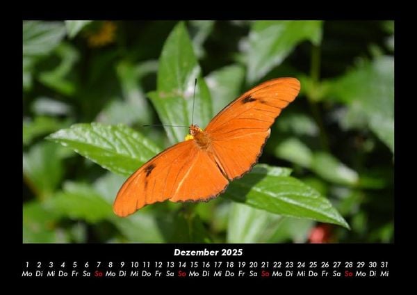 Produktbild: Bunte Pracht der Schmetterlinge 2025 Fotokalender DIN A3