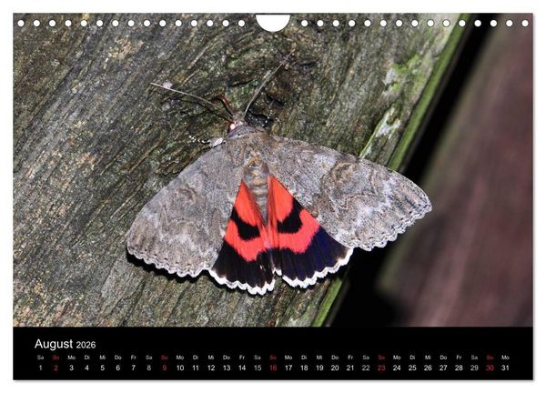 Produktbild: Nachtfalter - Unbekannte Sch&ouml;nheiten (Wandkalender 2026 DIN A4 quer), CALVENDO Monatskalender