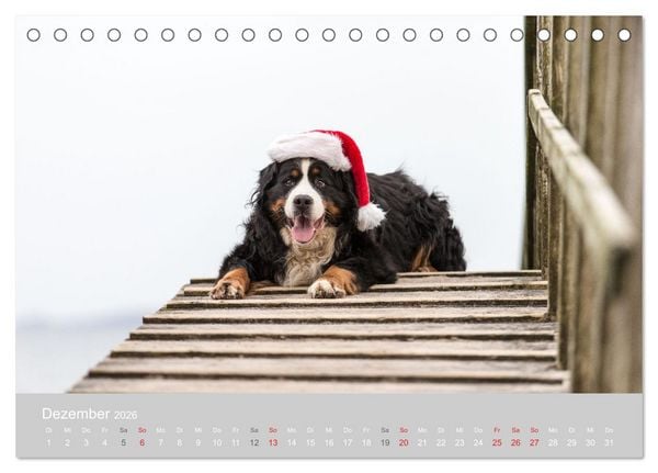 Produktbild: Liebling BERNER SENNENHUND (Tischkalender 2026 DIN A5 quer), CALVENDO Monatskalender